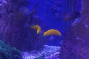 Yellow Wrasse Thumbnail