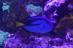 Blue Tang Thumbnail