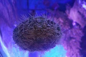 White Sea Urchin Thumbnail