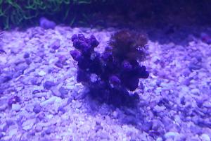 Birdsnest Coral Thumbnail