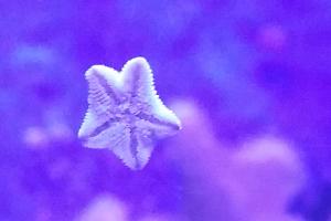 Asterina starfish Thumbnail