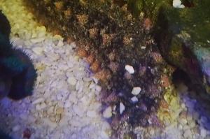 Sea Cucumber Thumbnail