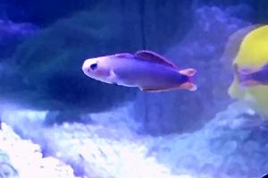 Purple Firefish Thumbnail