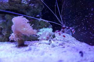 Alveopora Coral Thumbnail