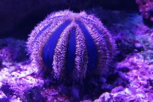 Blue Tuxedo Urchin Thumbnail