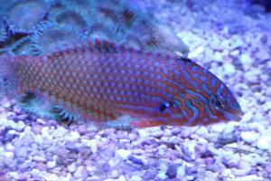 Leopard Wrasse Thumbnail