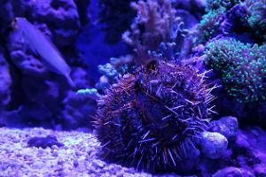 Collector Urchin Thumbnail