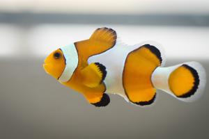 Ocellaris Clownfish Thumbnail