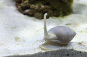 Nassarius Snail Thumbnail