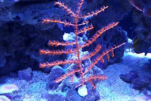 Orange Tree Gorgonian Thumbnail