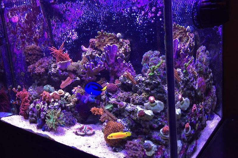 Lee's 65g Mixed Reef Thumbnail