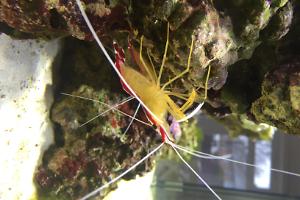 Red Line Cleaner Shrimp Thumbnail