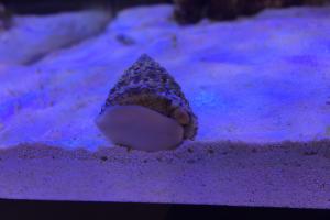 Banded Trochus Snail Thumbnail