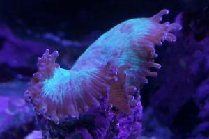 Elegance Coral Thumbnail