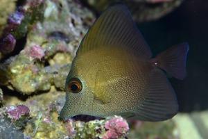 Sailfin Tang Thumbnail