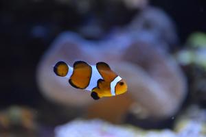 Ocellaris Clownfish Thumbnail