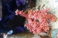 Carnation Tree Coral Thumbnail