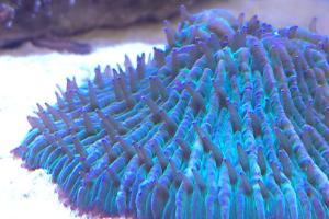 Plate Coral Green - Short Tentacle Thumbnail