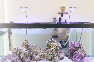 75 Gallon Saltwater Aquarium Thumbnail