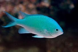 Fiji Green Chromis Thumbnail