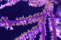 Purple Gorgonian Thumbnail