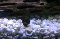 Ramshorn Snail Thumbnail