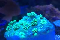 Flower Pot Coral - Green Thumbnail