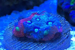 Tyree War Coral Thumbnail