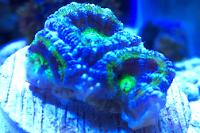 Acan Brain Coral Thumbnail