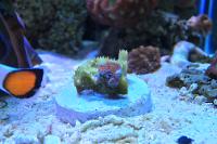 Acan Brain Coral gray red Thumbnail