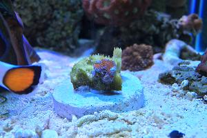 Acan Brain Coral gray / red