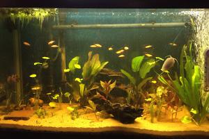 Amazon Blackwater Aquarium  Thumbnail