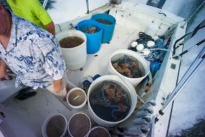 Diving for my rock with Mr Tampa Bay Saltwater!