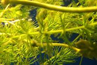 Hornwort