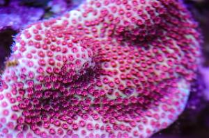 San Dollar Montipora