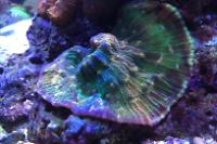 Mycedium Chalice Coral Thumbnail