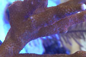 Branched Montipora Coral Thumbnail