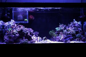 Tibody 40G reef tank Thumbnail