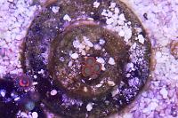 Fruit loops zoas Thumbnail