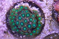 Dragoneye Zoa Thumbnail