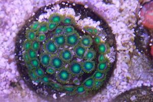 Dragoneye Zoa