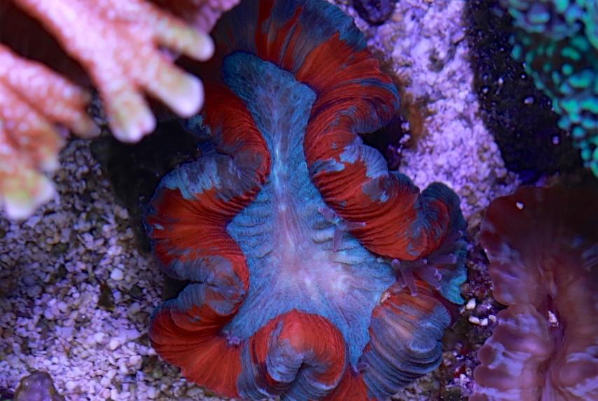 Brain Coral, Trachyphyllia