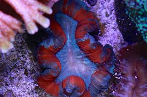 Brain Coral Trachyphyllia Thumbnail