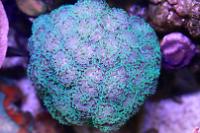 Hammer Anchor Coral Branching Thumbnail