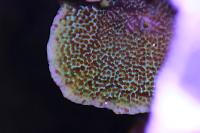 Montipora Spongodes Thumbnail