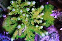 Green Acropora Thumbnail