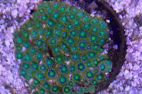 Zoanthid