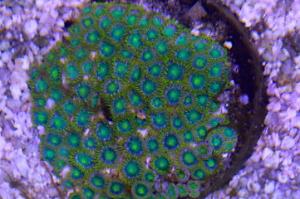 Zoanthid Thumbnail