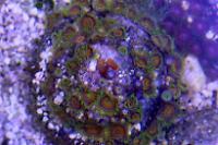 Zoanthid