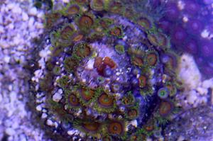 Zoanthid Thumbnail